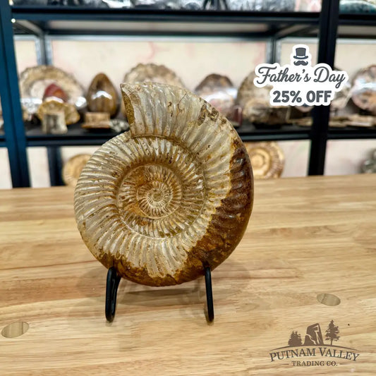 Genuine Jurassic Ammonite Fossil 7.1’’ Fossil Specimen