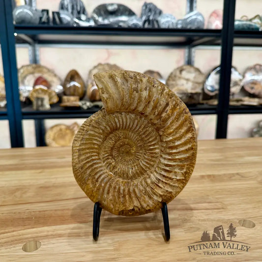 Genuine Jurassic Ammonite Fossil 7.33’’ Fossil Specimen
