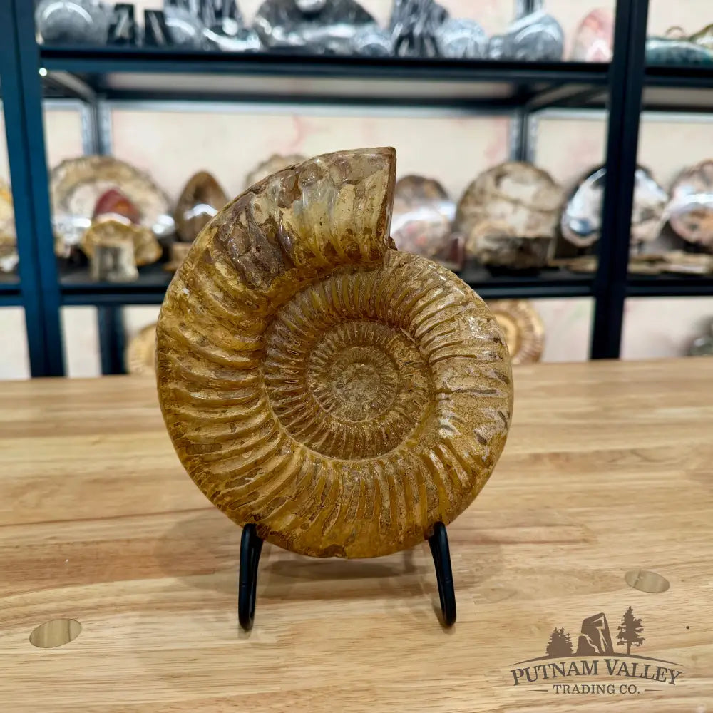 Genuine Jurassic Ammonite Fossil 7.33’’ Fossil Specimen