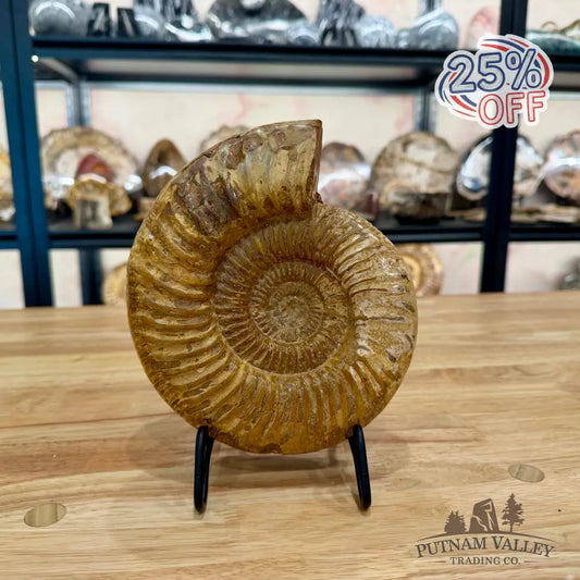 Genuine Jurassic Ammonite Fossil 7.33’’ Fossil Specimen