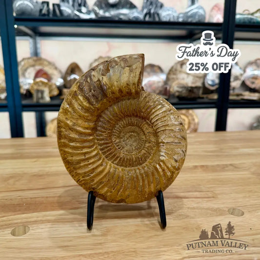 Genuine Jurassic Ammonite Fossil 7.33’’ Fossil Specimen