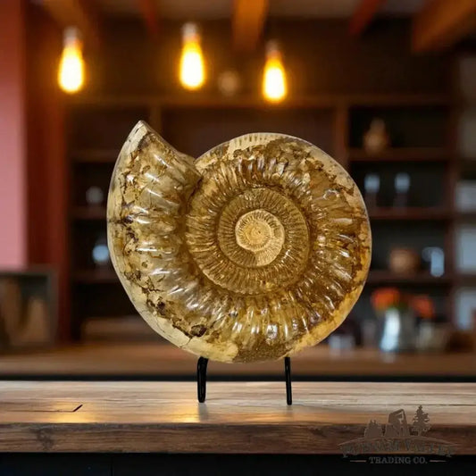 Genuine Jurassic Ammonite Fossik Detail View - Putnam Valley Trading