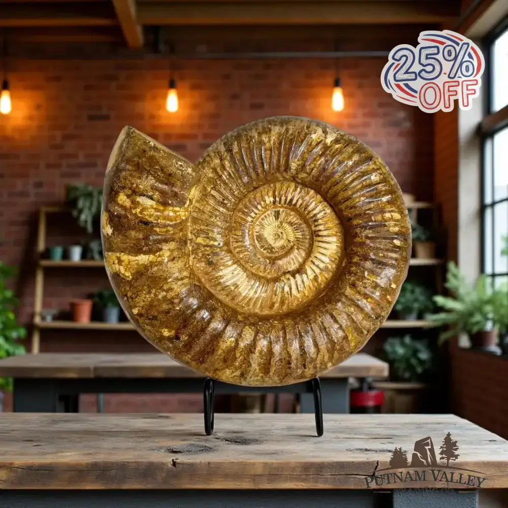 Genuine Jurassic Ammonite Fossil - Putnam Valley Trading Co.