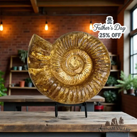 Genuine Jurassic Ammonite Fossil - Putnam Valley Trading Co.