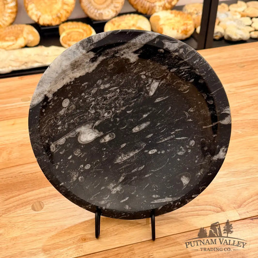 Orthoceras Fossil Bowl 10’’