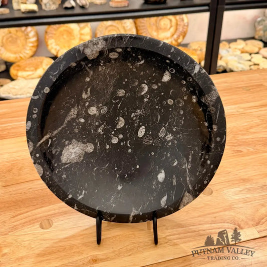 Orthoceras Fossil Bowl 10’’