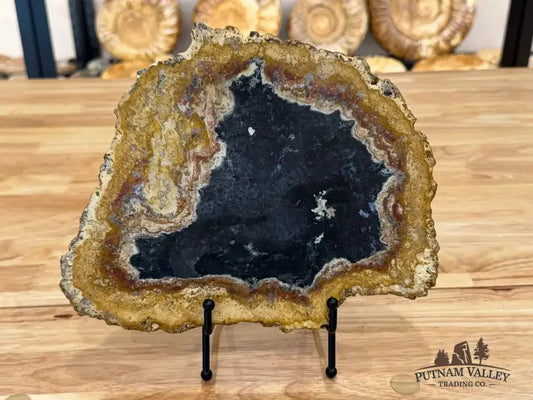 Genuine Petrified Palmwood Slab - Putnam Valley Trading Co.