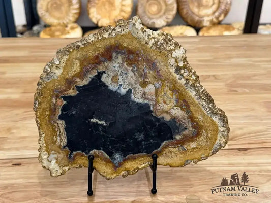 Genuine Petrified Palmwood Slab - Putnam Valley Trading Co.