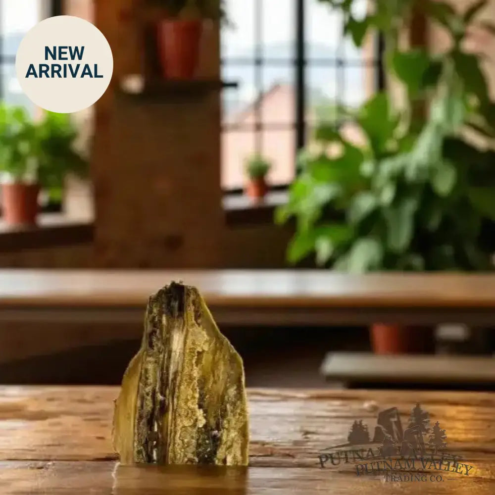 Genuine Petrified Wood Table Accent - Sculpture