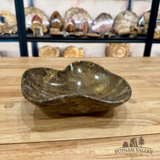 Reserve Coral Fossil Bowl Fossil Bowl