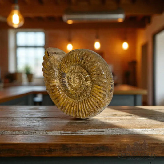 Jurassic Ammonite Fossil Fossil Specimen