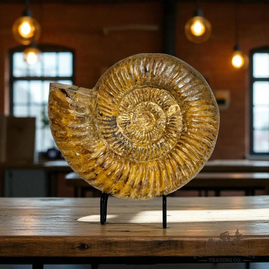 Jurassic Ammonite Fossil Fossil Specimen