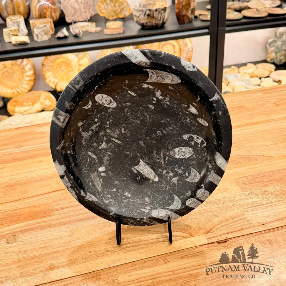 Orthoceras Fossil Bowl 10’’