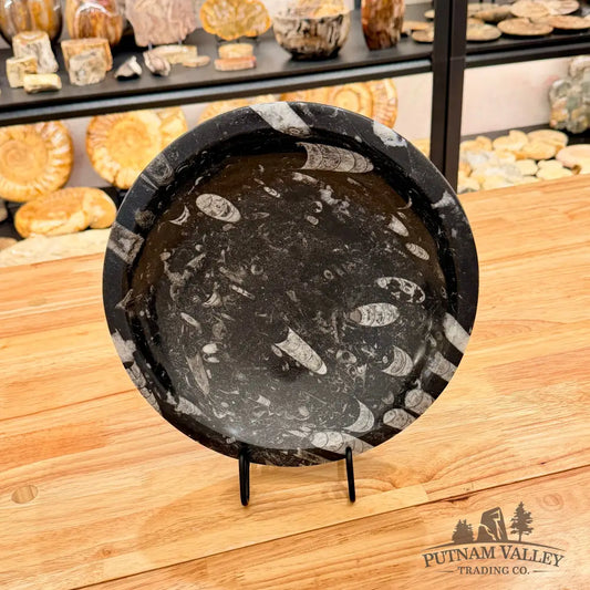 Orthoceras Fossil Bowl 10’’