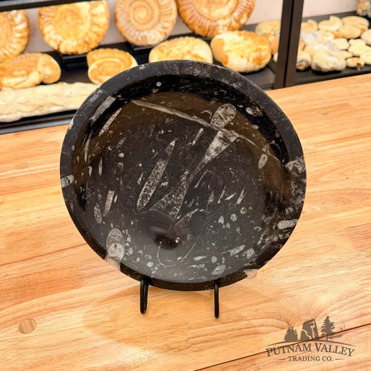 Orthoceras Fossil Bowl 10’’