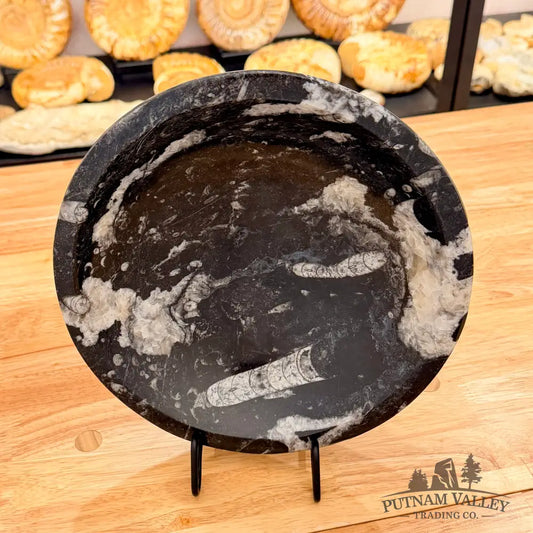 Orthoceras Fossil Bowl 10’’