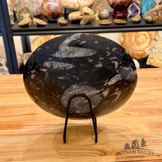 Genuine Reserve Orthoceras Fossil Bowl 10’’