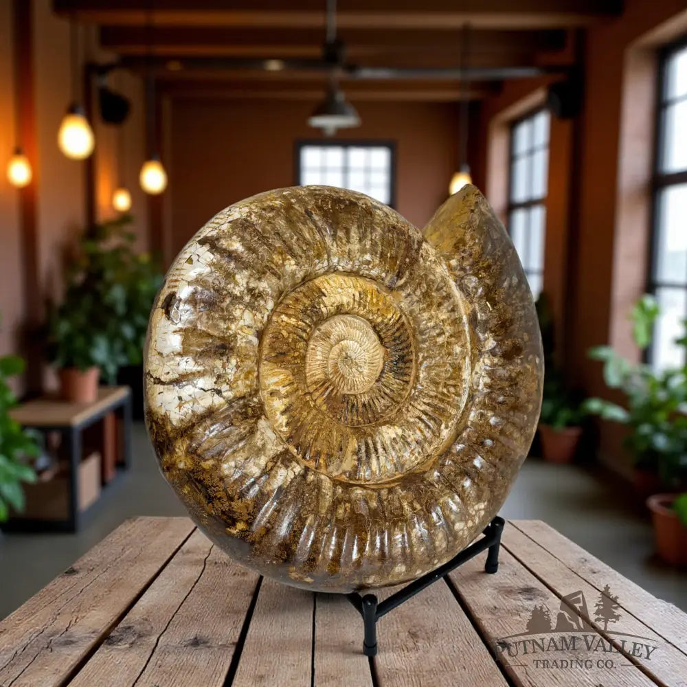 Grand Jurassic Ammonite Fossil Fossil Specimen