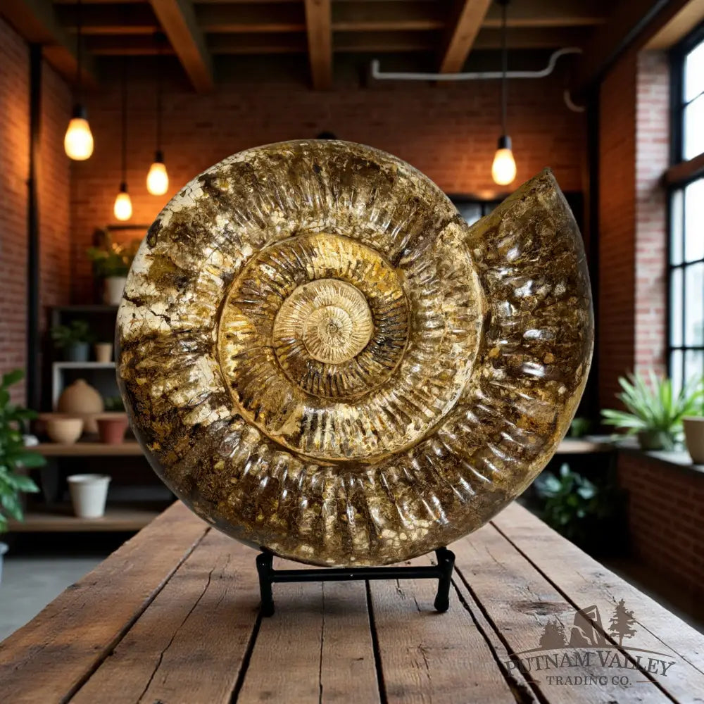 Grand Jurassic Ammonite Fossil Fossil Specimen