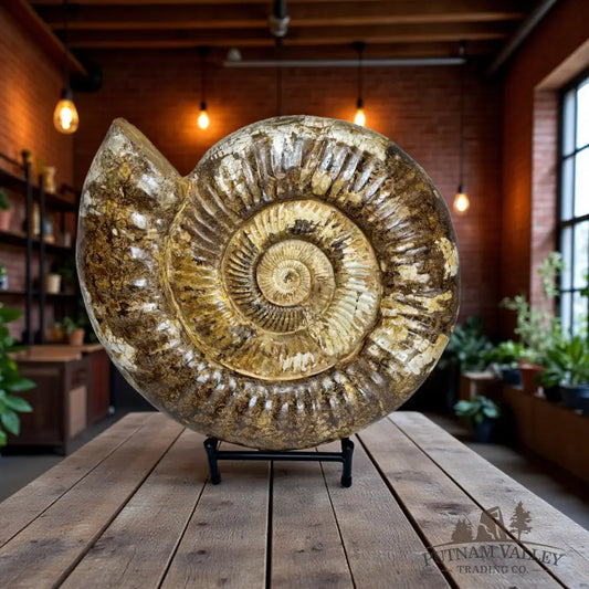 Grand Jurassic Ammonite Fossil Fossil Specimen