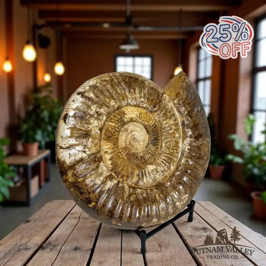 Grand Reserve Authentic Jurassic Ammonite Front View - Putnam Valley Trading