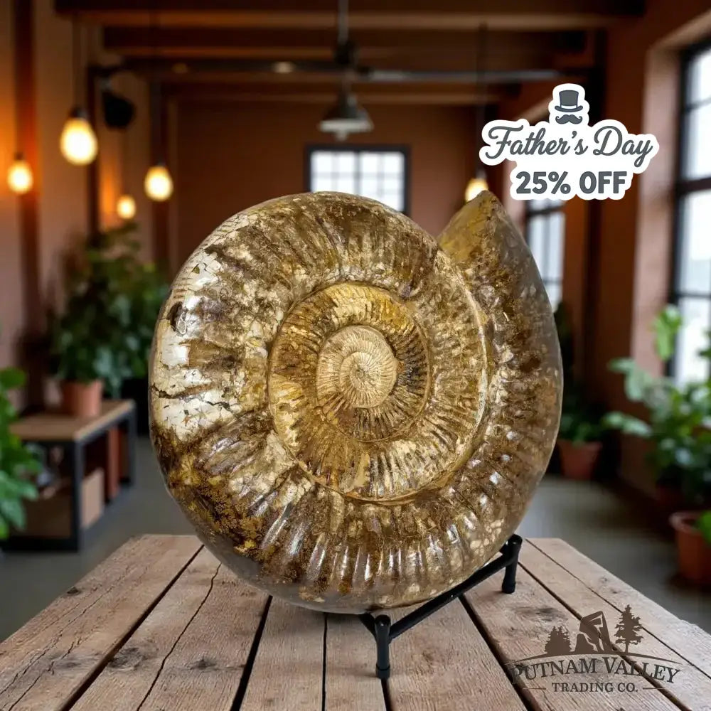 Grand Reserve Authentic Jurassic Ammonite Front View - Putnam Valley Trading