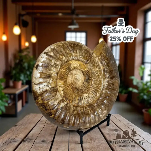 Grand Reserve Authentic Jurassic Ammonite Front View - Putnam Valley Trading