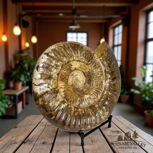 Grand Reserve Authentic Jurassic Ammonite Front View - Putnam Valley Trading