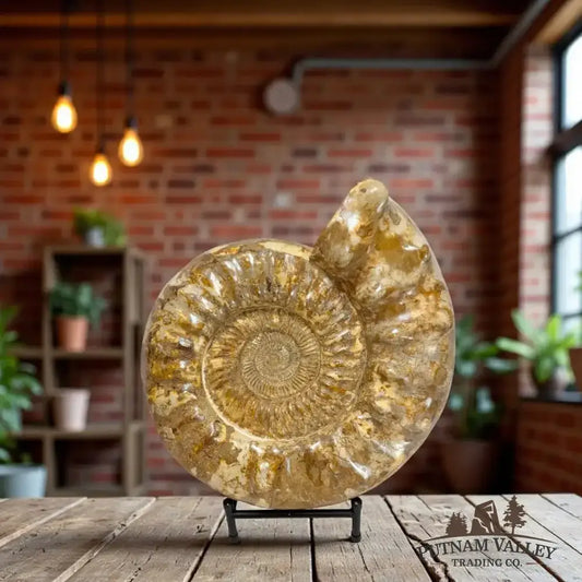 Authentic Substantial Jurassic Ammonite Fossil - Putnam Valley Trading Co.