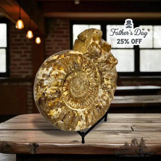 Authentic Substantial Jurassic Ammonite Fossil - Putnam Valley Trading Co.