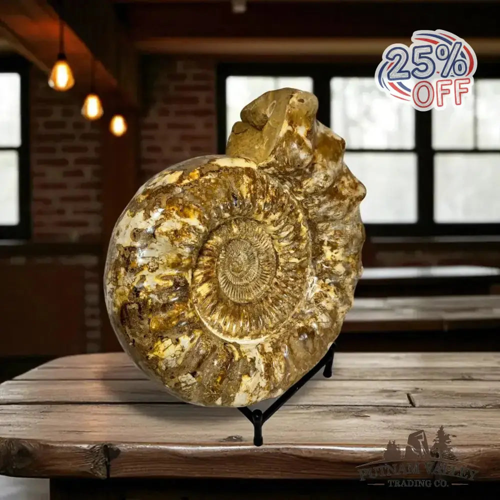 Authentic Substantial Jurassic Ammonite Fossil - Putnam Valley Trading Co.