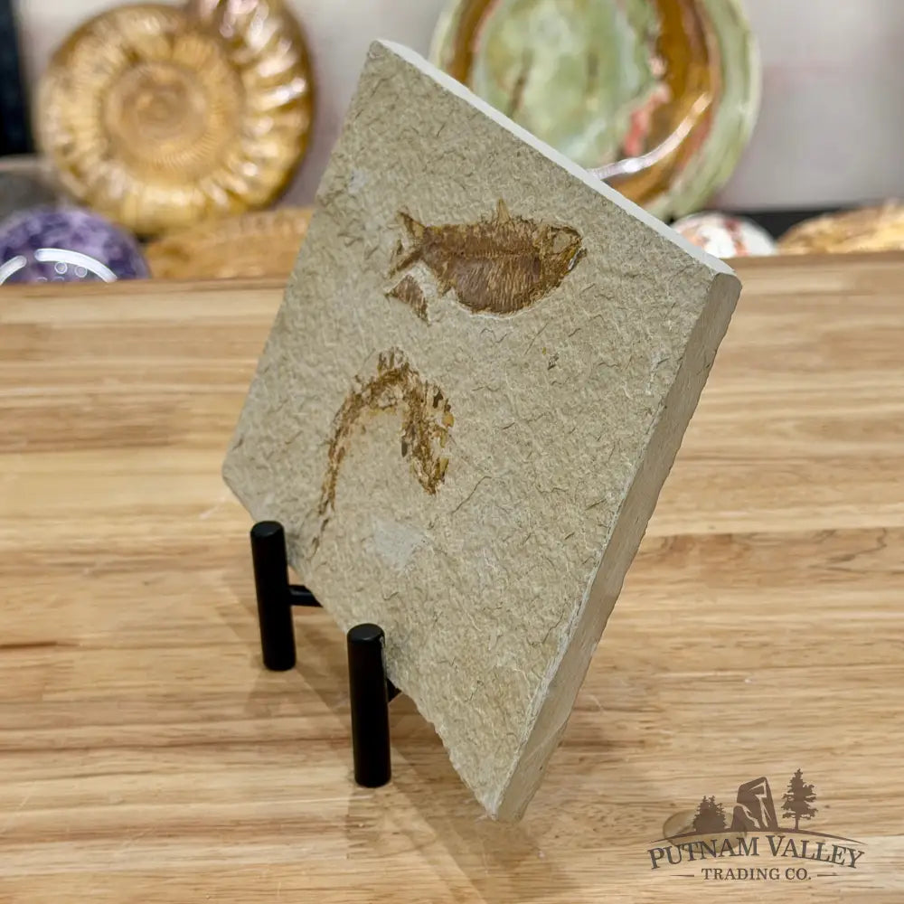 Green River Fish Fossil 3.5’’ + 2.75’’ - Fossil