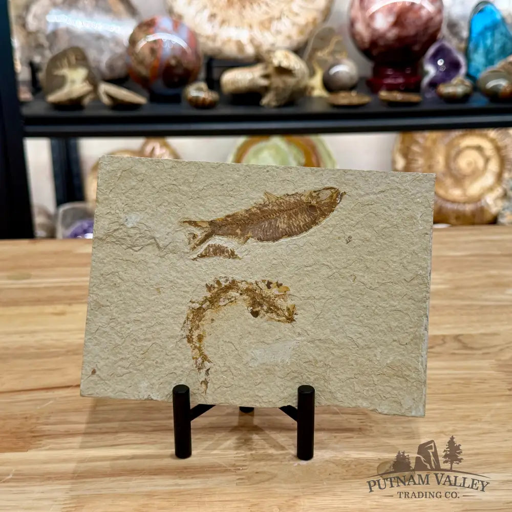 Green River Fish Fossil 3.5’’ + 2.75’’ - Fossil