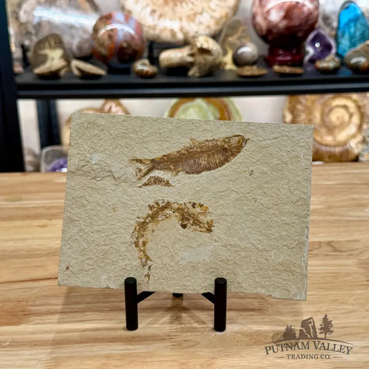 Green River Fish Fossil 3.5’’ + 2.75’’ - Fossil
