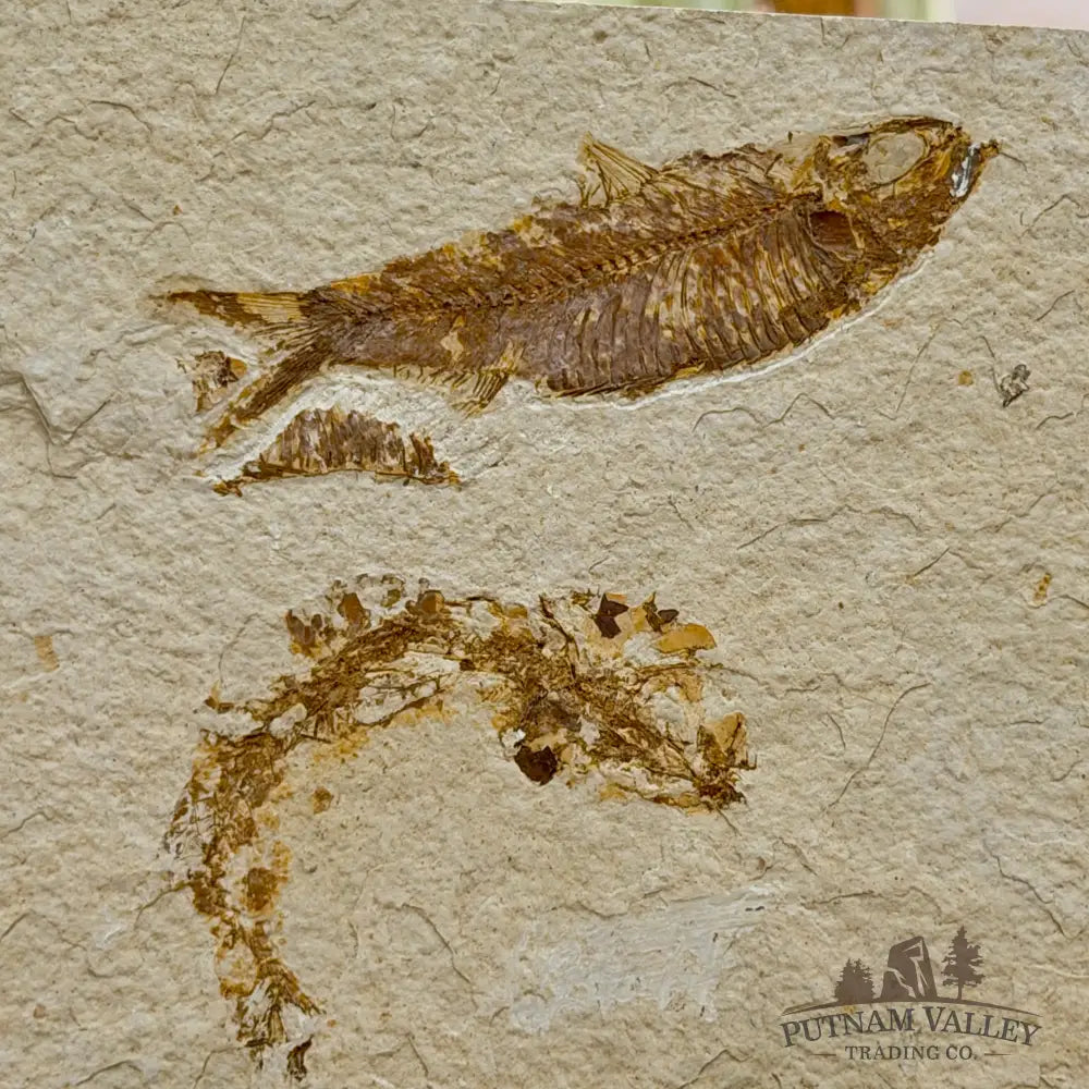 Green River Fish Fossil 3.5’’ + 2.75’’ - Fossil