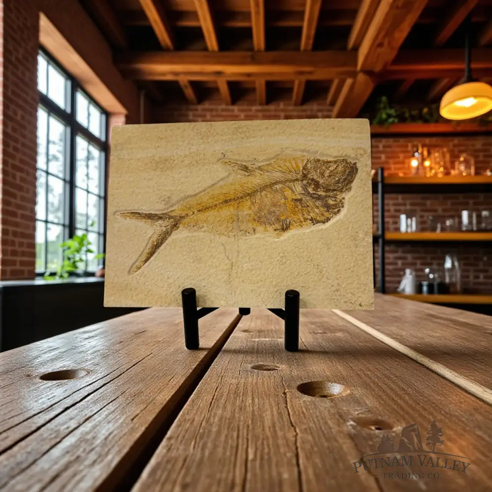 Green River Fish Fossil Fossil