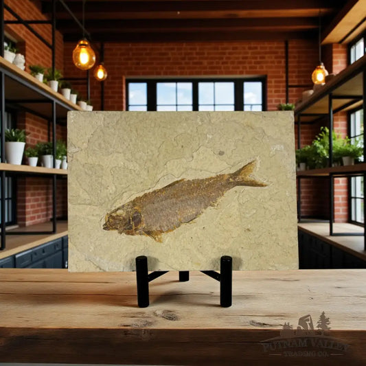 Green River Fish Fossil Fossil