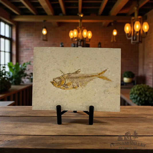 Green River Fish Fossil Fossil