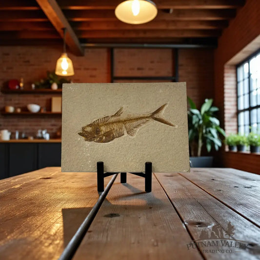 Green River Fish Fossil Fossil