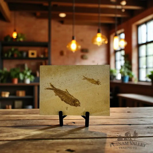 Green River Fish Fossil Fossil