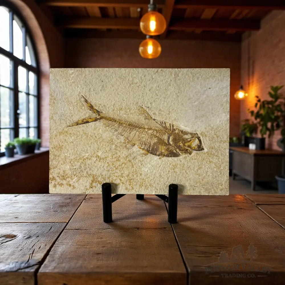 Green River Fish Fossil Fossil