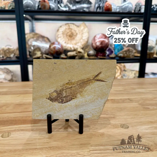 Green River Fish Fossil 5’’ - Fossil