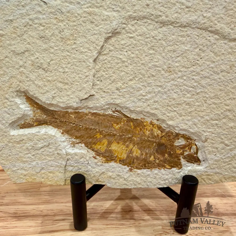 Green River Fish Fossil 4.5’’ - Fossil