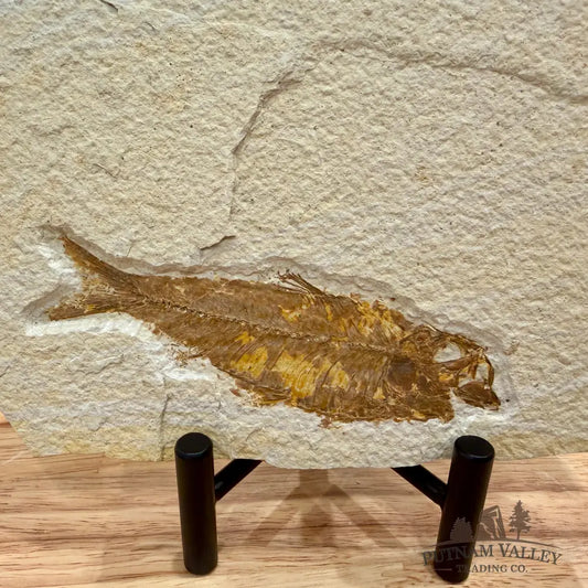 Green River Fish Fossil 4.5’’ - Fossil