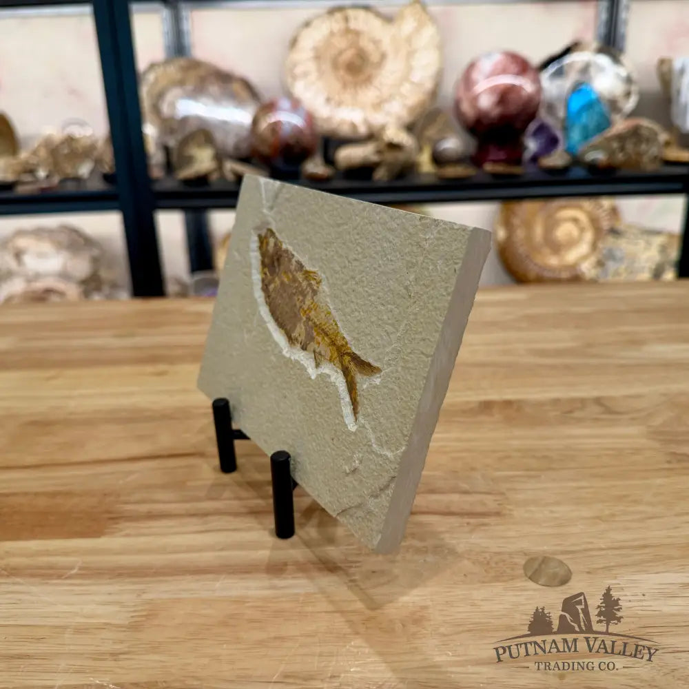 Green River Fish Fossil 5.25’’ - Fossil