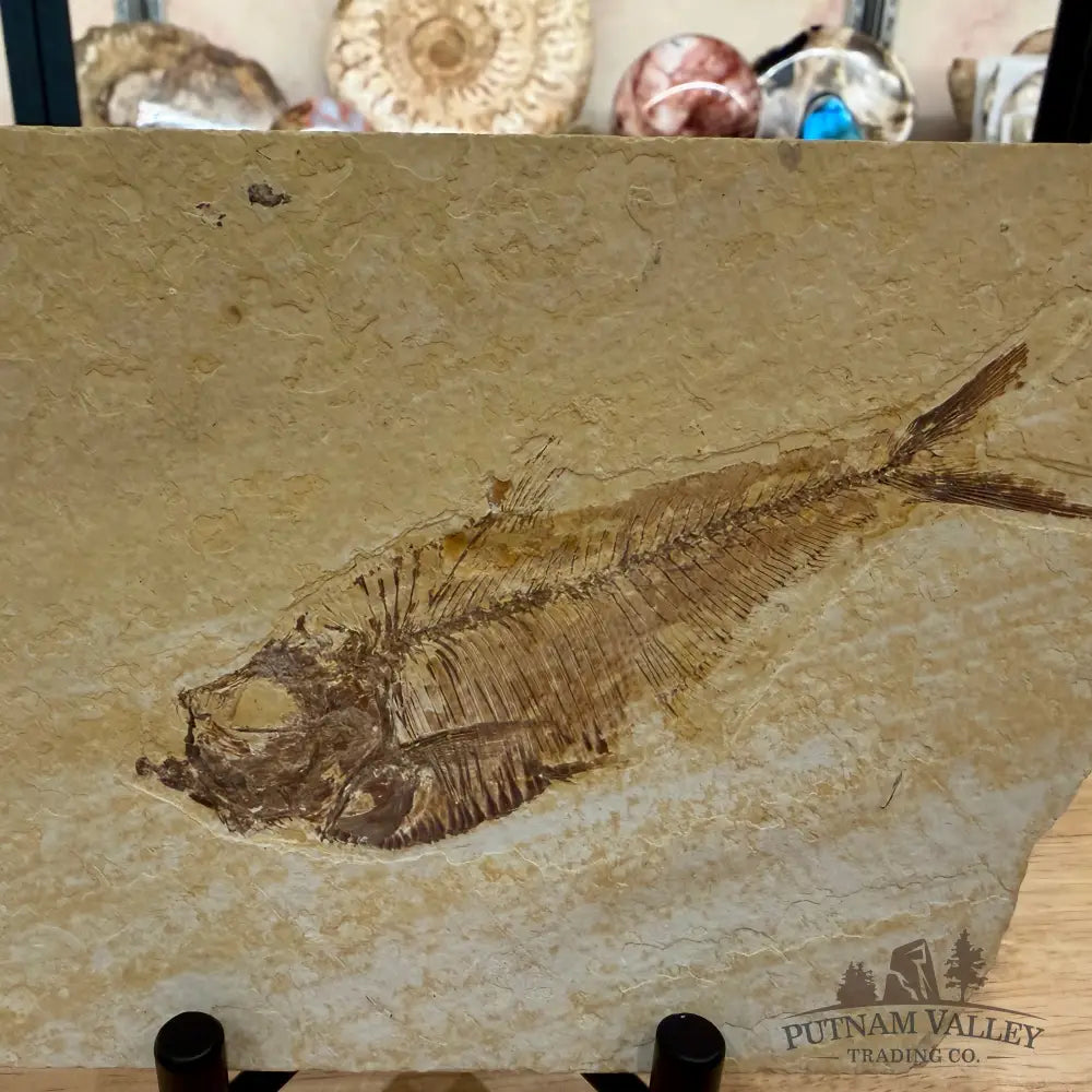 Green River Fish Fossil 5’’ - Fossil