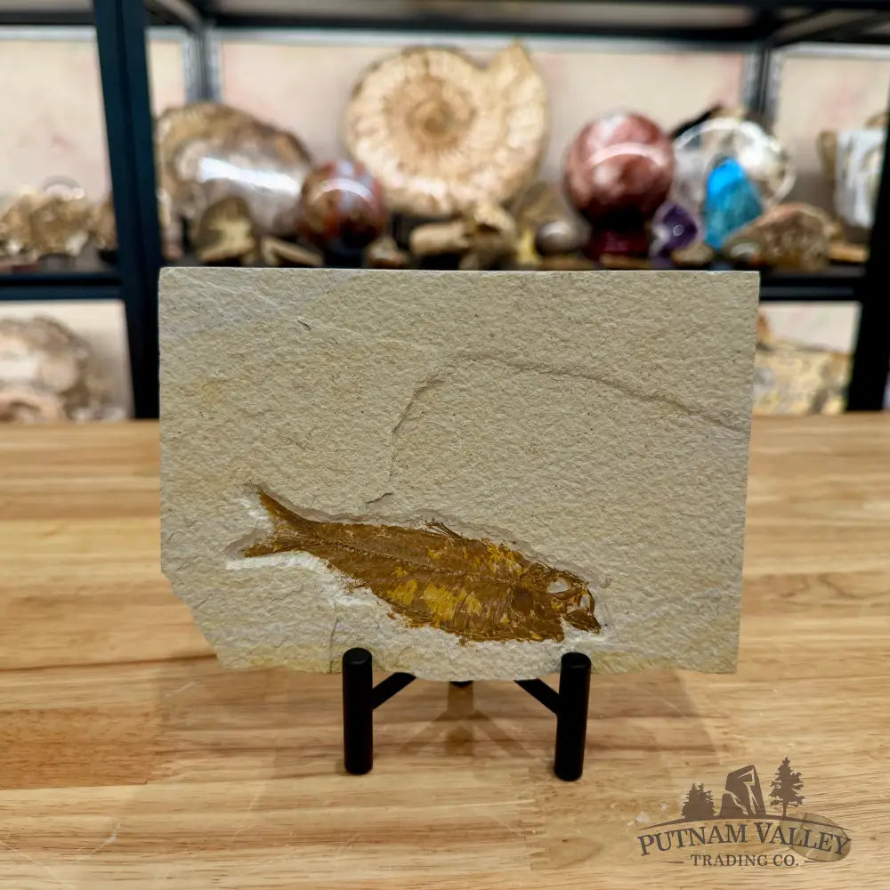 Green River Fish Fossil 4.5’’ - Fossil