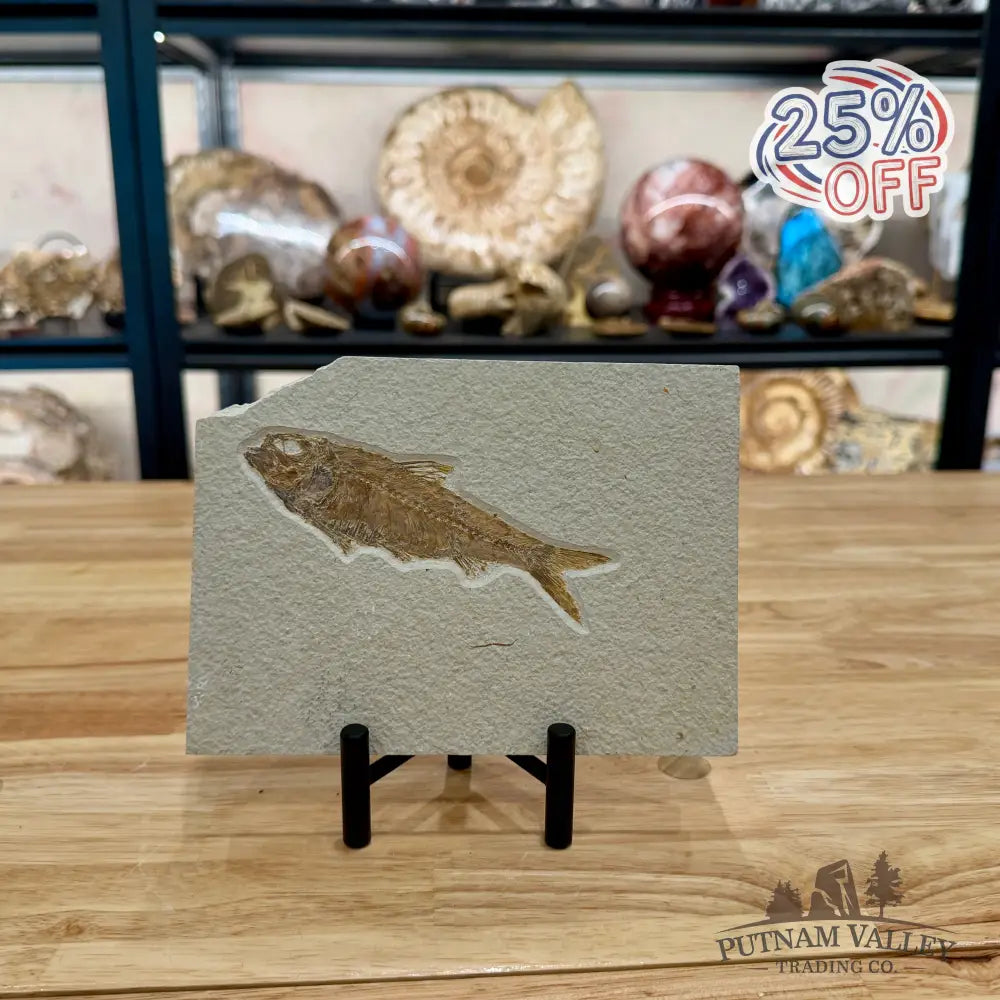 Green River Fish Fossil 4.85’’ - Fossil