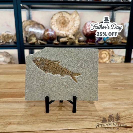 Green River Fish Fossil 4.85’’ - Fossil
