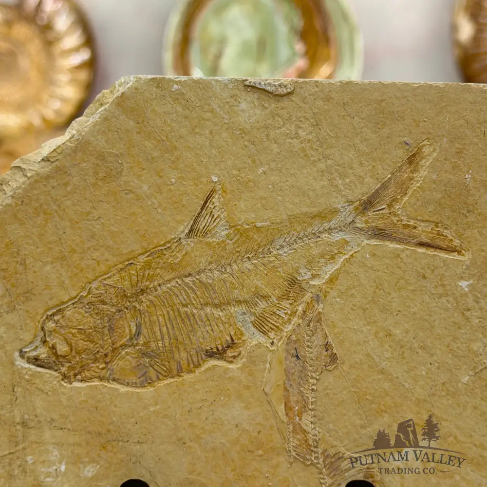 Green River Fish Fossil 5.38’’ - Fossil